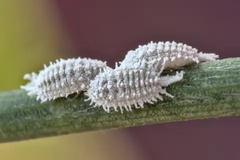 Due cocciniglie bianche, ricoperte da una lanugine cotonosa, si muovono su un fusto verde.