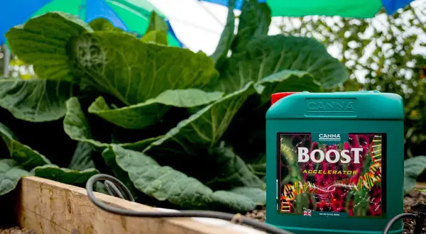 Flacone di CANNA BOOST Accelerator accanto a piante rigogliose. Un aiuto per la crescita.