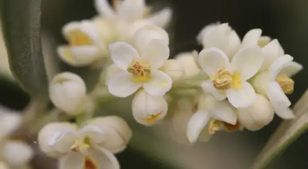 Piccolo fiore ermafrodita bianco con pistilli gialli e petali delicati, su uno sfondo sfocato di foglie verdi.