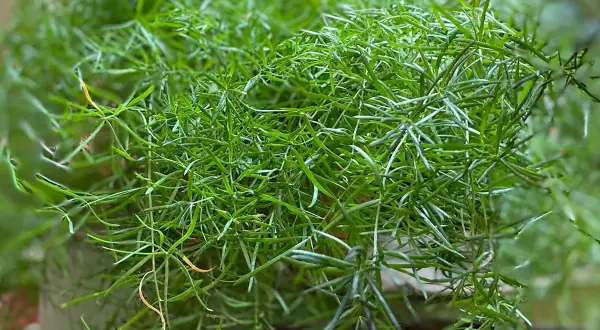 Asparagina, una rigogliosa pianta da esterno con fogliame verde intenso e filiforme, perfetta per aggiungere un tocco di natura.