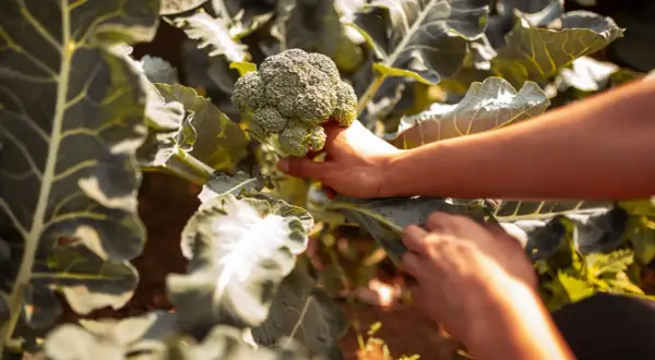 Mani raccolgono un broccolo fresco in un orto. Il momento ideale per la raccolta indica quando piantare broccoli per un raccolto abbondante.