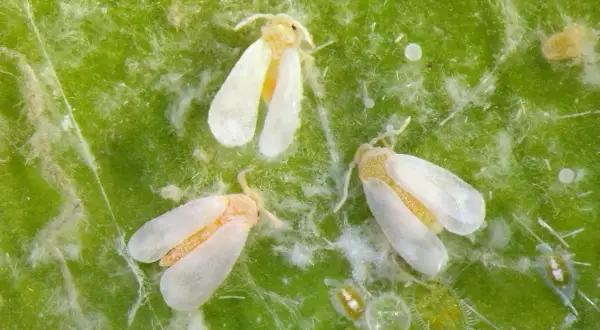 Tre mosche bianche, insetti rari e difficili da avvistare, si posano su una foglia verde.