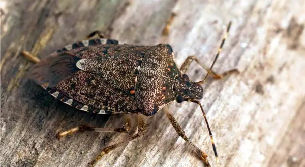 Una cimice delle piante, con il suo carapace maculato, si muove su un tronco di legno.