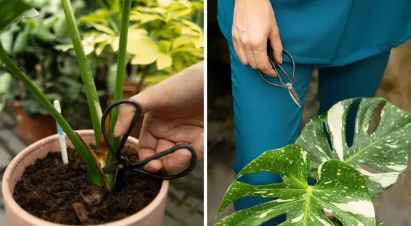 Mani che potano una monstera thai variegata, con forbici che tagliano uno stelo e foglie maculate in primo piano.
