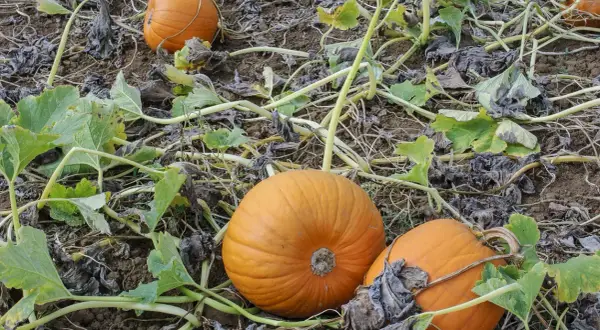 Campo di zucche mature, con la tipica pianta zucca che si snoda tra i frutti arancioni pronti per il raccolto.
