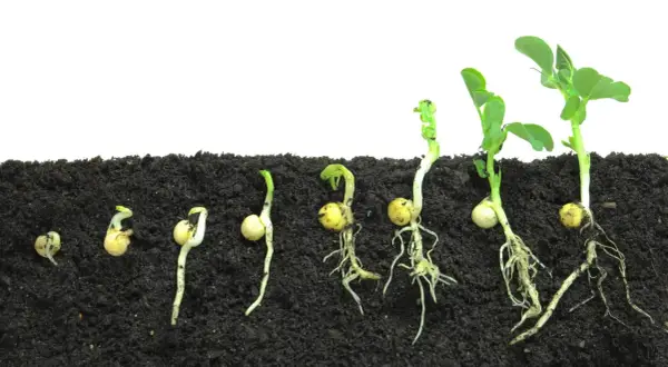Il ciclo vitale dal seme alla pianta: germinazione, radici e prime foglioline che emergono dal terreno.