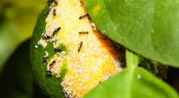 Un gruppo di formiche si muove su un limone, alcune cercano cibo tra i residui bianchi, altre esplorano la buccia verde e gialla.