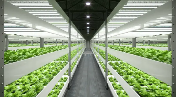 Filari di piante verdi rigogliose in un ambiente controllato, illuminato da luci artificiali. Un esempio di guida coltivazione indoor.