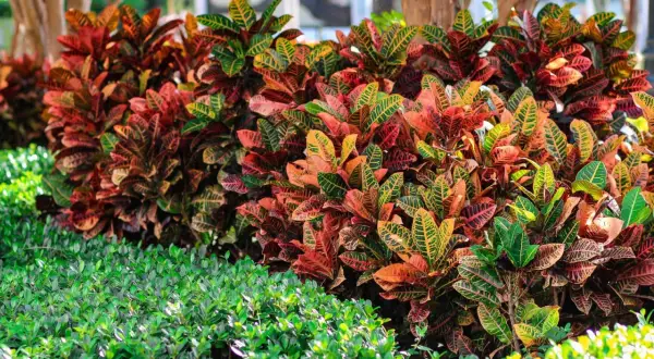 Un gruppo di piante croton con foglie dai colori vivaci, dal rosso all'arancio e al verde, fa da sfondo a un tappeto di fogliame verde brillante.