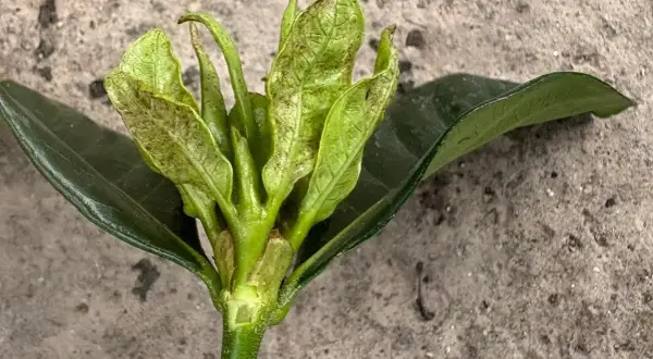Giovane germoglio d'olivo con foglie arricciate e macchie, possibile attacco di tripide dell'olivo.