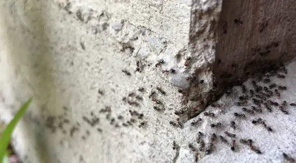 Un terreno infestato da formiche, con centinaia di insetti che si muovono su una superficie ruvida e grigia, vicino a un angolo di cemento.