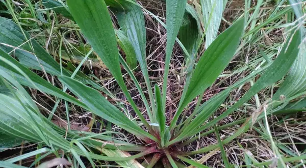 Un primo piano di una pianta con una foglia lanceolata verde brillante che si estende verso l'alto, circondata da erba secca e altre foglie simili.