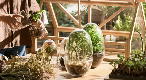 Mani che curano piantine in una miniserra di legno. Vasi trasparenti con piante rigogliose e fiori secchi creano un angolo verde.