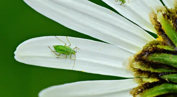 Pidocchi verdi su petali bianchi. Forse cercano dosi acqua e aceto per pidocchi per liberarsi.