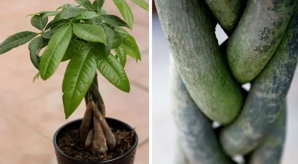 Pachira aquatica con tronco intrecciato e foglie verdi lucide. La parte inferiore mostra i tronchi intrecciati, la parte superiore la chioma.