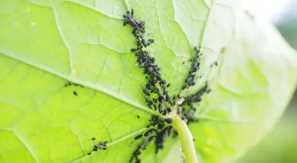 Un gruppo di afidi e formiche si muove sul lato inferiore di una foglia verde brillante, creando un'immagine di vita vegetale e insetti.