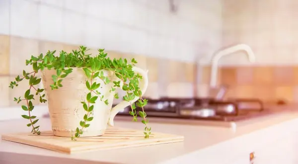 Piante da mettere in cucina: una pianta verde rigogliosa in un vaso decorato, su un tagliere, con sfondo sfocato di fornelli e lavello.