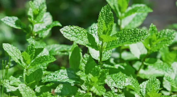 Foglie verdi e fresche di menta, pronte per essere raccolte. Impara come raccogliere la menta per il tuo tè o per insaporire i tuoi piatti.