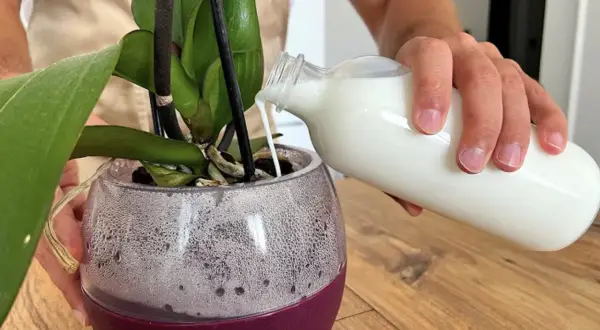 Una mano versa del latte in un vaso trasparente con una pianta d'orchidea. Il latte nutre le piante.