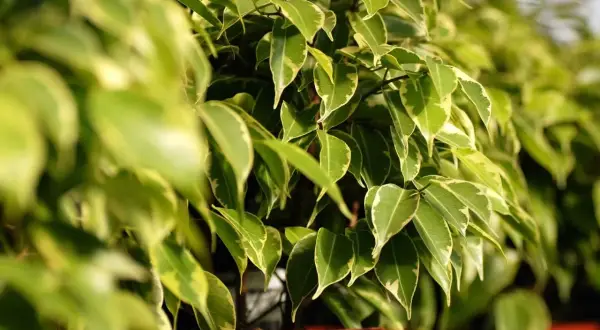 Fogliame variegato di uno dei tanti tipi di ficus da appartamento, con sfumature verdi e gialle che creano un effetto decorativo.