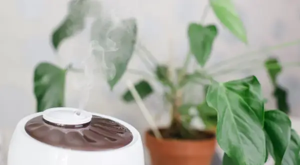Umidificatore con vapore acqueo per piante, creando un ambiente ideale per la loro crescita.