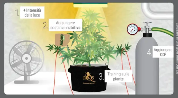 Coltivare in una grow room con CO2: aumenta luce, nutrienti, training e aggiungi CO2 per una crescita ottimale.