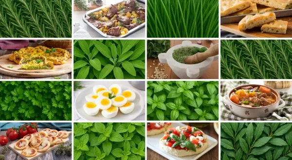 Un elenco completo di erbe aromatiche: rosmarino, basilico, salvia, prezzemolo, origano, alloro, e altro ancora, in un collage di sapori.