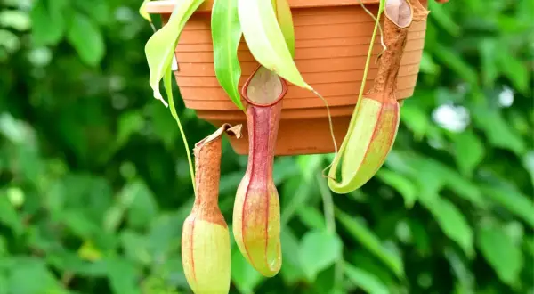 Piante carnivore che catturano zanzare, con i loro ascidi pendenti da un vaso marrone, su uno sfondo verde sfocato.