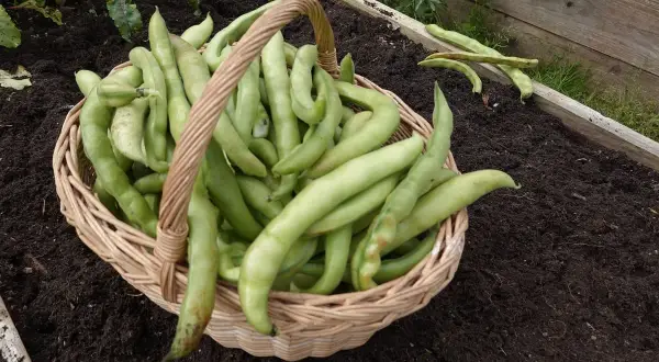 Cesto pieno di baccelli o fave appena raccolti, pronti per essere gustati.