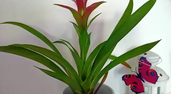 Guzmania lingulata con fiore rosso vivo e foglie verdi, accanto a una lanterna bianca con una farfalla decorativa.