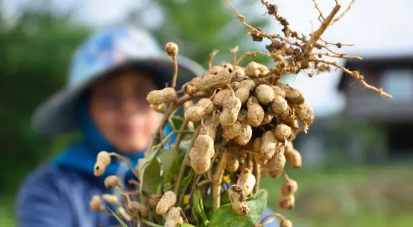 Raccolto di arachidi appena estratte dalla terra. Una persona con un cappello sullo sfondo osserva il frutto del suo lavoro, pronto per la semina.