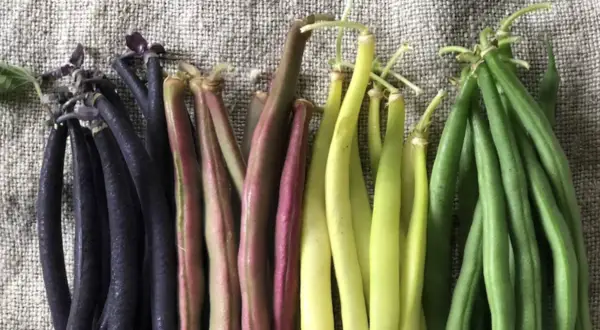 Fagiolini tipi: viola intenso, rosa-violaceo, giallo pallido e verde brillante, disposti in file su una tela grezza.