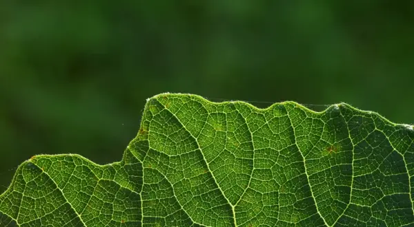 Dettaglio di una foglia verde illuminata, mostrando le venature che trasportano la linfa elaborata, essenziale per la vita della pianta.