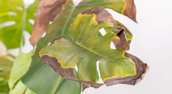 Monstera con foglie gialle e marroni ai bordi, segno di stress idrico o eccessiva esposizione solare.