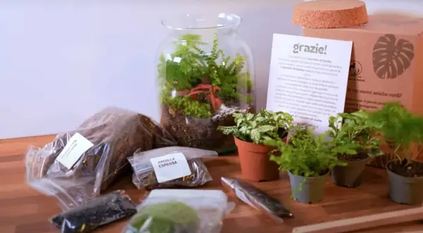 Kit per creare un terrario, un vero grow box fai da te. Include terriccio, argilla espansa e piante.