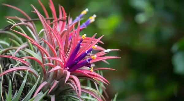 Tillandsia, la pianta dell'aria, mostra foglie rosse vibranti e fiori viola con stami gialli, un'esplosione di colore nella natura.