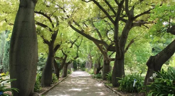 Viale alberato con imponenti tronchi di ceiba speciosa, chioma verdeggiante e un sentiero che si perde all'orizzonte.