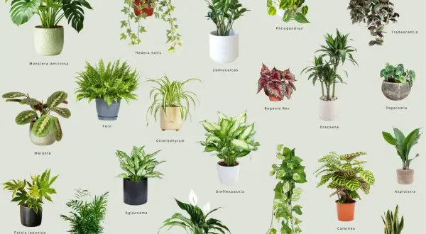 Collezione di piante da interno perfette per chi cerca piante da interno poca luce poca acqua, come Zamioculcas, Sansevieria e Pothos.