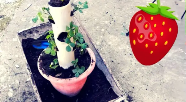 Coltivazione fragole in tubo verticale, un modo ingegnoso per avere fragole fresche in poco spazio.