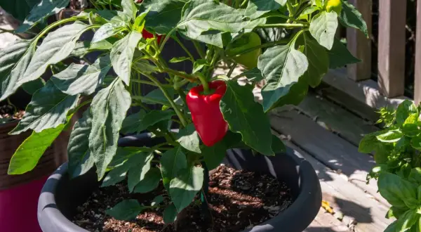 Pianta di peperone in vaso, con un peperone rosso maturo. L'altezza della pianta è ideale per la coltivazione in balcone.