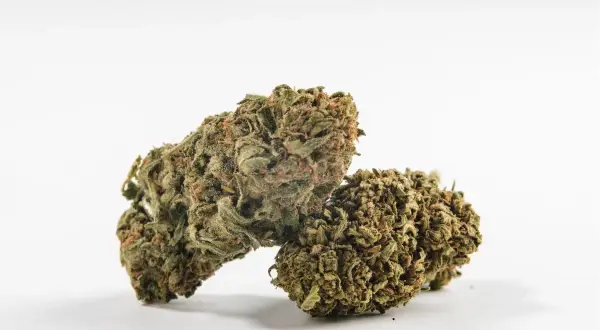 Due cime di cannabis, con sfumature verdi e arancioni, pronte per un bioboost naturale.