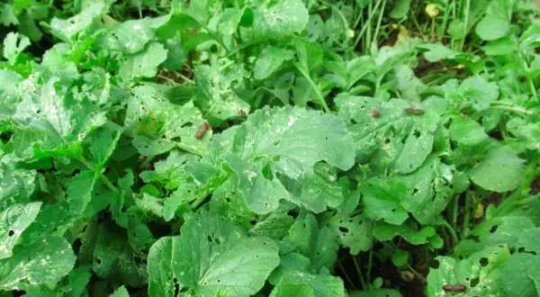 Insetti rossi e neri si nutrono delle foglie verdi, lasciando buchi e segni del loro passaggio.