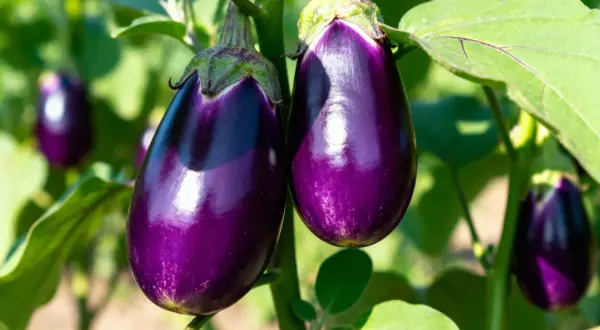 Due melanzane viola lucide pendono da un ramo, circondate da foglie verdi. La pianta melanzana è rigogliosa.
