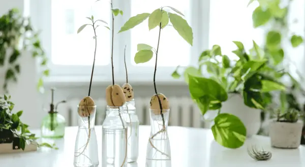 Germogli di avocado in acqua, un piccolo ecosistema che sembra destinato a durare per sempre.