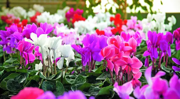 Un tripudio di ciclamini in casa o fuori, con petali rosa, fucsia, viola e bianchi che creano un arcobaleno fiorito.