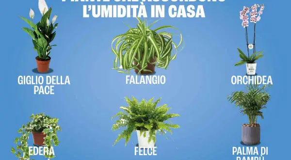 Giglio della pace, falangio, orchidea, edera, felce e palma di bambù: piante che assorbono umidità in casa.