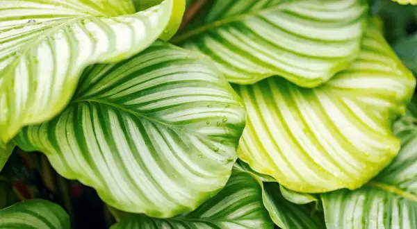 Calathea con striature verdi e bianche, alcune foglie mostrano sfumature gialle e gocce d'acqua.