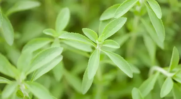 Primo piano di foglie verdi di stevia, un dolce naturale per la **stevia coltivazione** biologica.