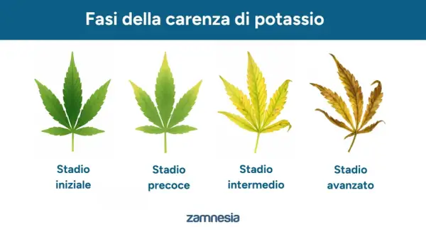 Fasi della carenza di potassio nelle piante: da foglia verde a secca. Il potassio è vitale per la salute delle piante.