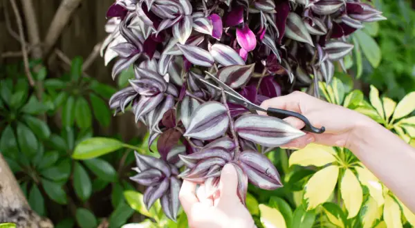 Mani che potano una tradescantia per la sua cura, tra foglie verdi e viola.